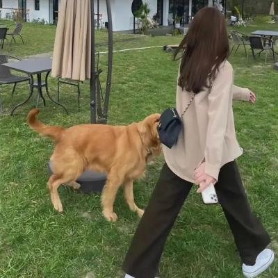 彼特和万迪